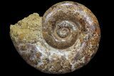 Jurassic Ammonite Fossil - Madagascar #77645-2